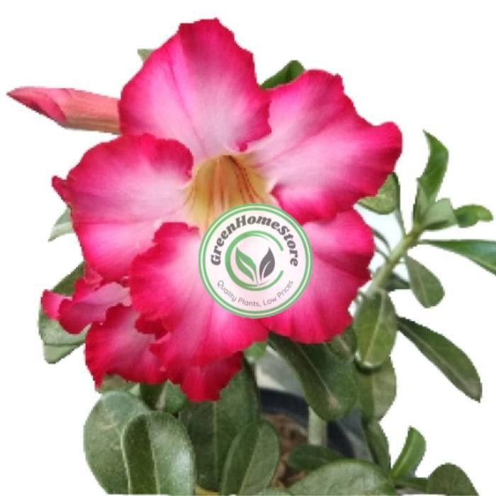 adenium bunga tumpuk size A - bukan tumpuk
