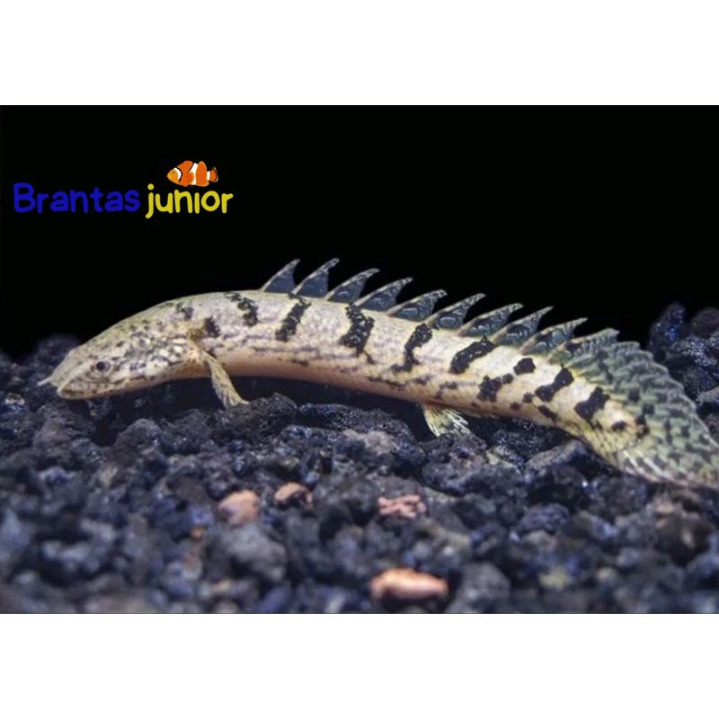 paket terlaris Palmas Delhezi 10-14 cm