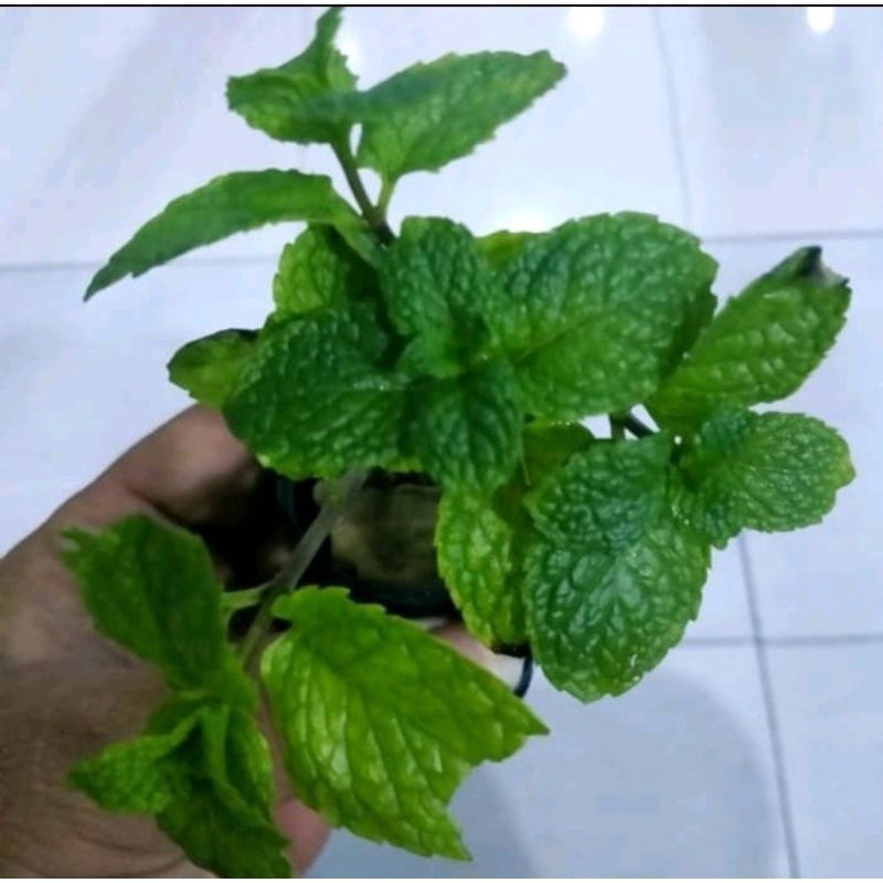 Bibit tanaman daun mint- bibit daun papermint *