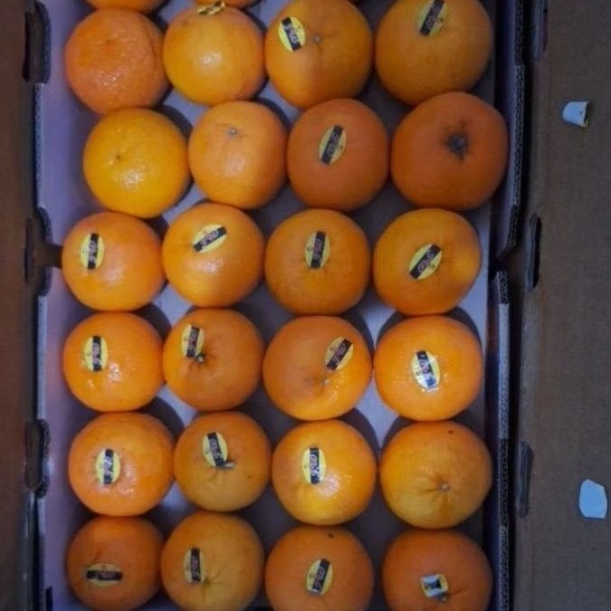 

jeruk wogan citrus 1 kg
