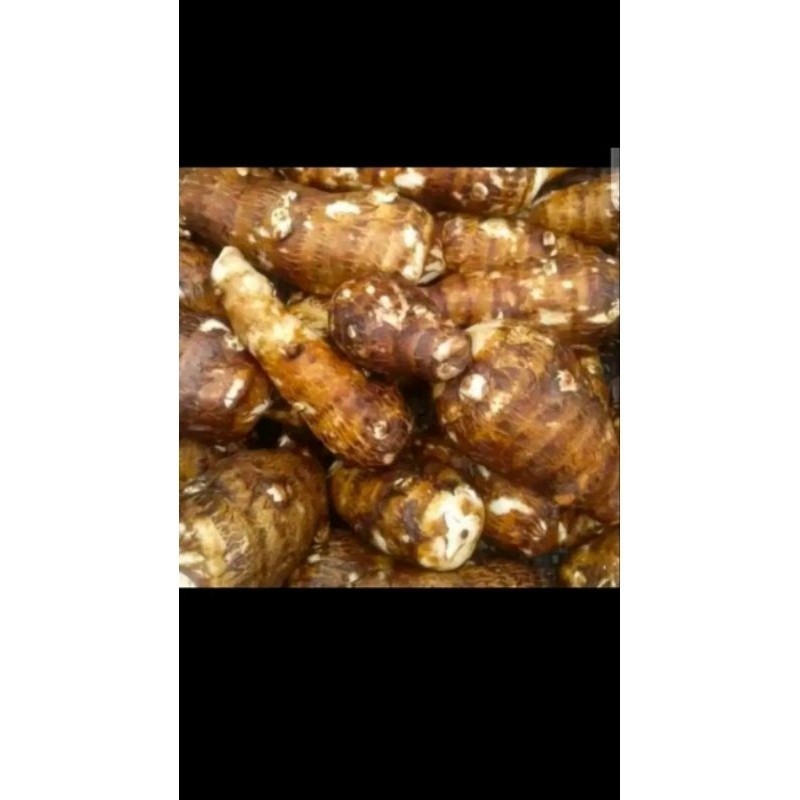 

talas gajah segar 1kg