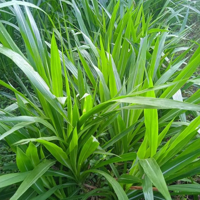 Bibit Rumput Odot/ segar