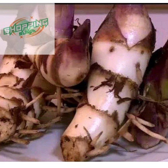 

JUAL UMBI GANYONG MERAH NETTO 500 GRAM