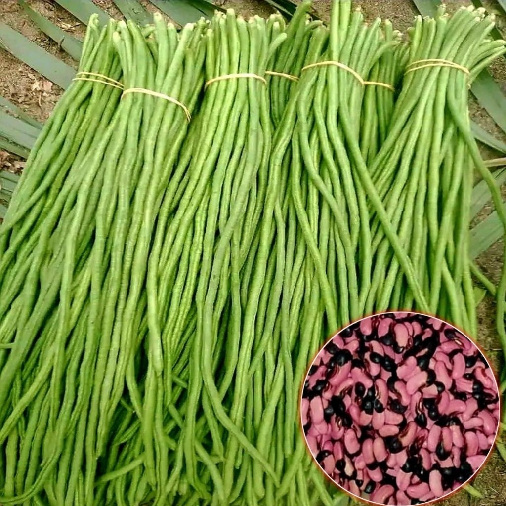 BENIH KACANG PANJANG NUGEN PREMIUM ISI 100+ BIJI SIAP TANAM