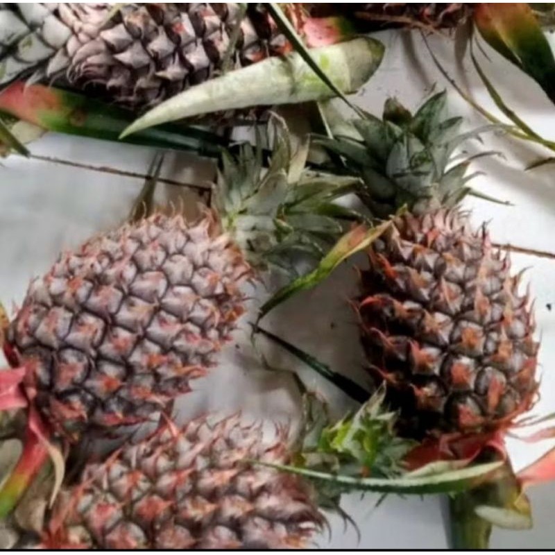 

Nanas muda utuh /pelancar pencernaan