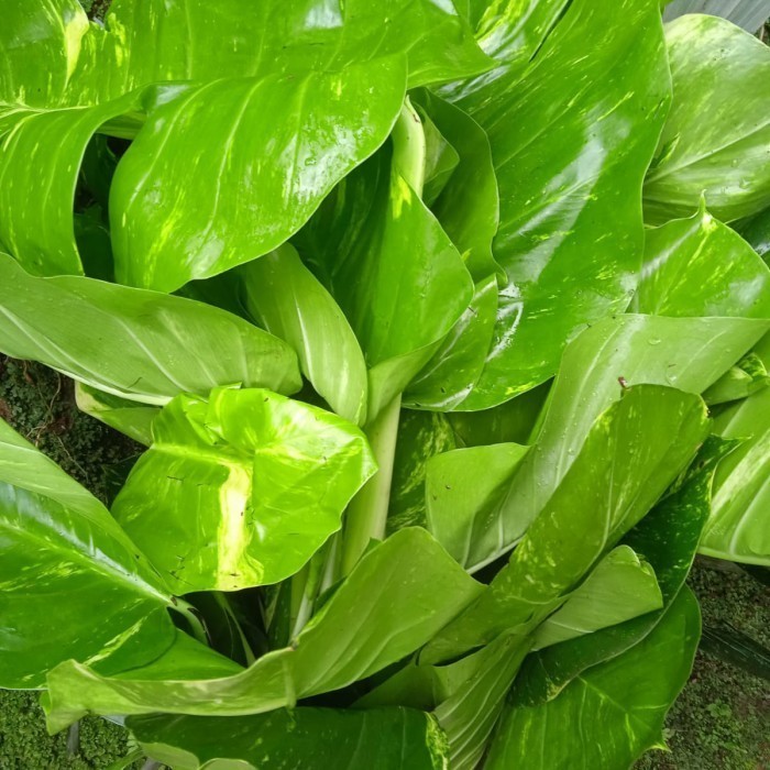 

promo bibit bonggol sirih gading varigata jumbo Epipremnum Aureum Terbaru ready