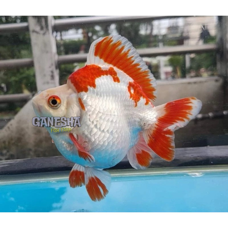 Isi aquarium HIASAN KOKI RYUKIN GRADE JUMBO 10-12 CM BAKAL INDUK premium quality BISA DI PIJAH