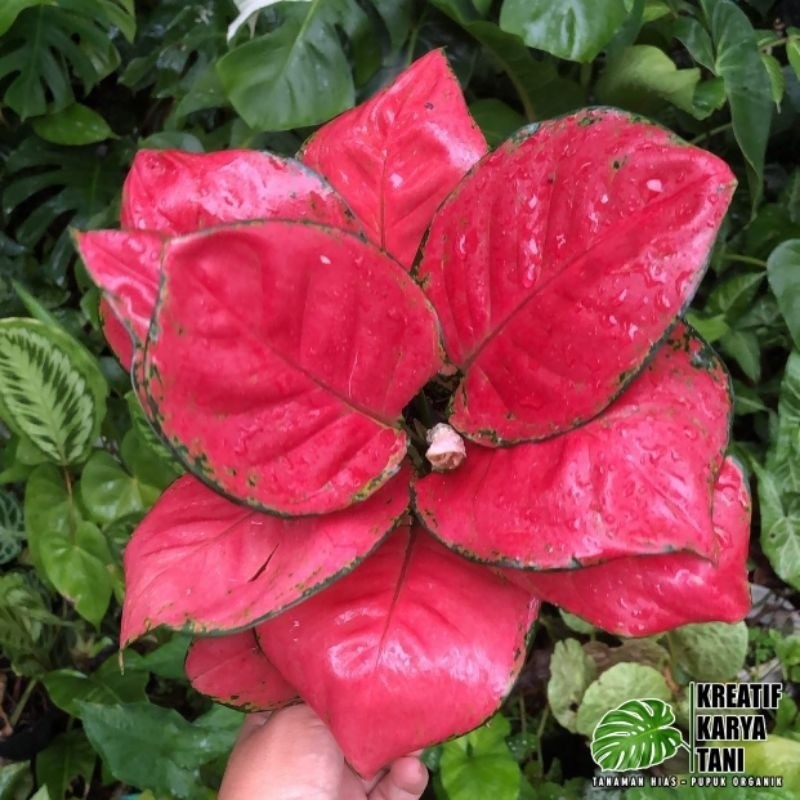 Tanaman Aglonema Red Anjamani - Aglonema Red Anjamani