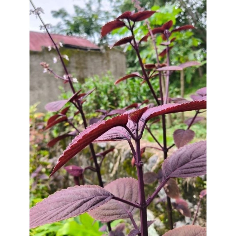 

daun jawer kotok buat herbal 100gram K. D