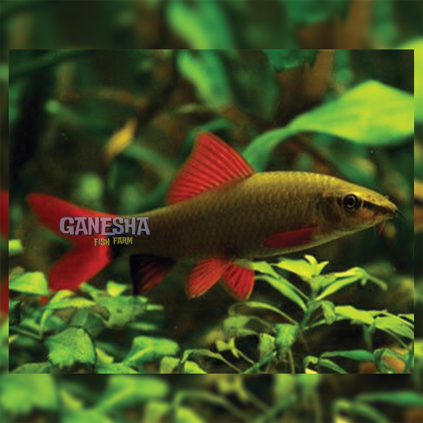 Ikan Hias Redfin Hitam PAKET ISI 5  / Ikan Pembersih Aquarium / Ikan Hias Air Tawar