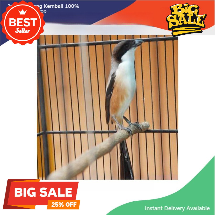 Burung Pentet Jatim Gacoran koang kicau zaini canary