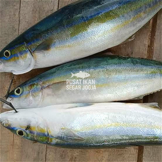 

Ikan Salmon Lokal Laura/Sunglir 1kg - Segar & Frozen - Premium Quality - Kirim Cepat - Tanpa Pengawet - Daging Lembut - Sushi Grade