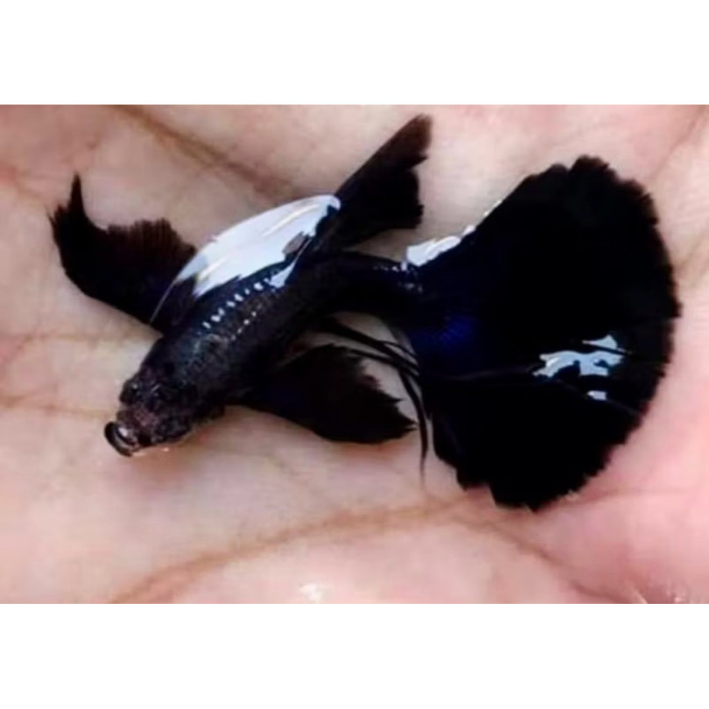 guppy black moscow ribbon hiasan aquarium