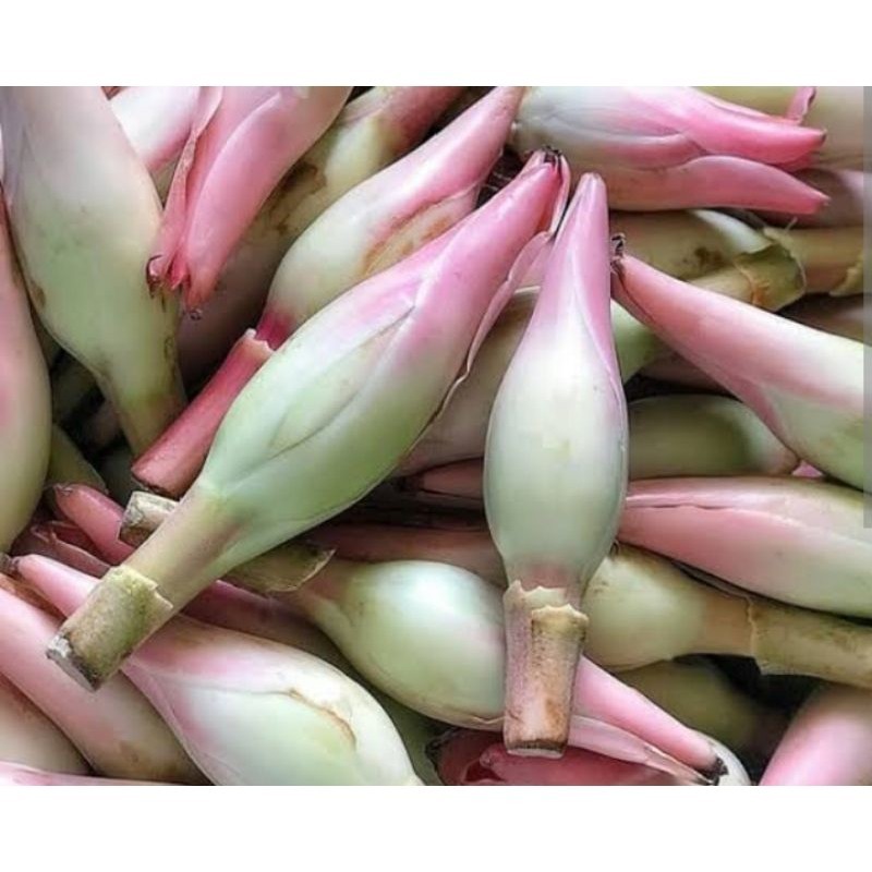 

Kecombrang honje/tanaman anti kanker 1kg [GRATIS ONGKIR]