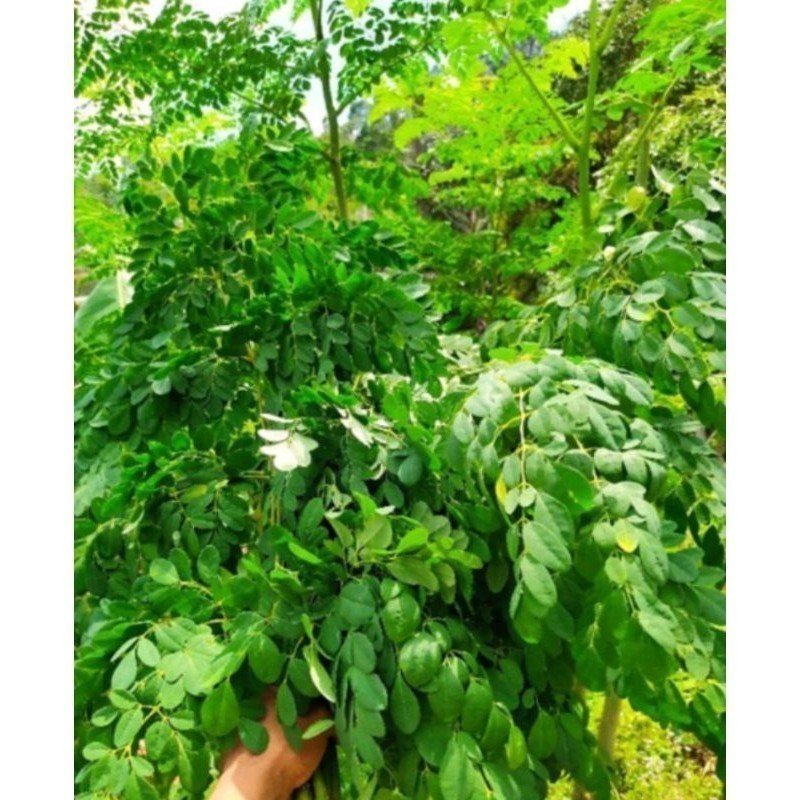 

[RA] Daun kelor segar 500gram fresh Khas pangandaran