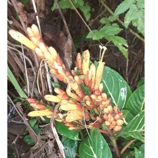 

silahkan Tanaman Hias Aphelandra Garis kuning - Zebra plant