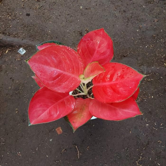 Aglonema Suksom Jaipong Jumbo - Aglo - Aglonema PROMO MURAH