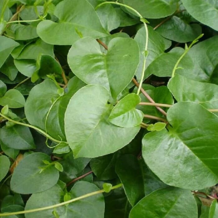 

daun binahong/piahong/daun 13 manfaat/per 100gram