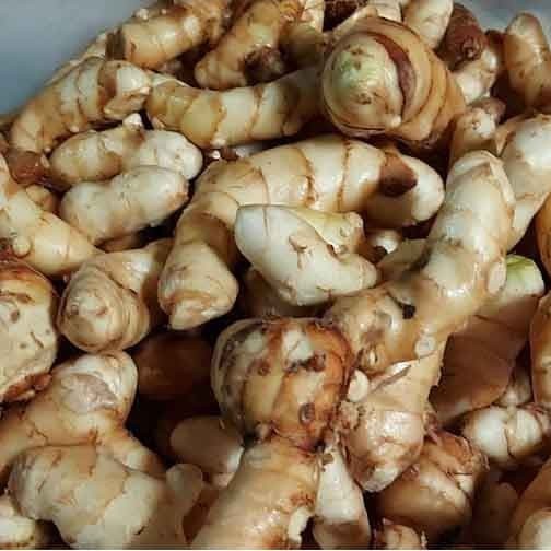 

Kunyit putih\CURCUMA ZEODORIA 1KG, pres / segar .