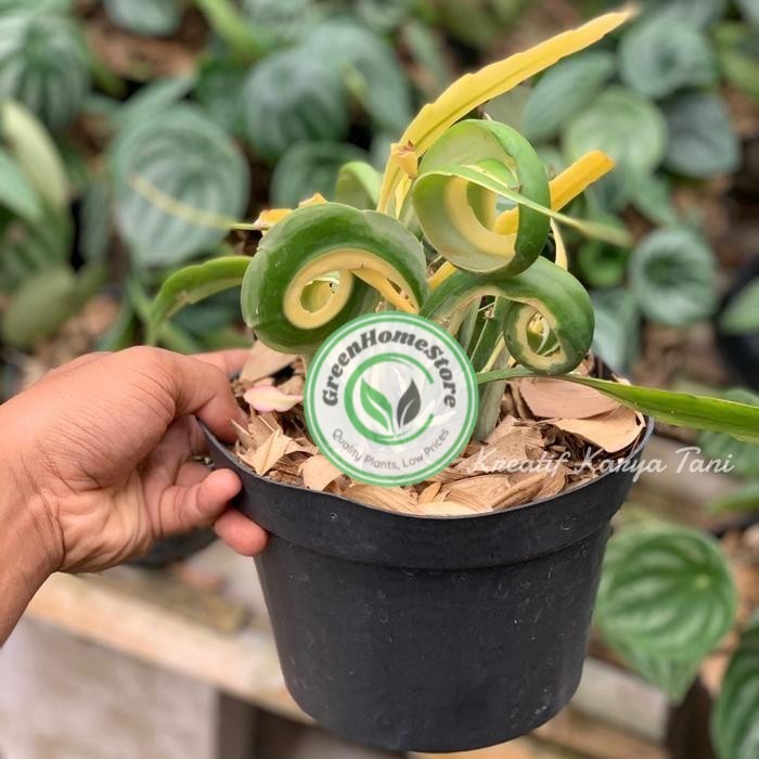 Tanaman hias wijaya kusuma tanduk varigata - Wijaya kusuma varigata