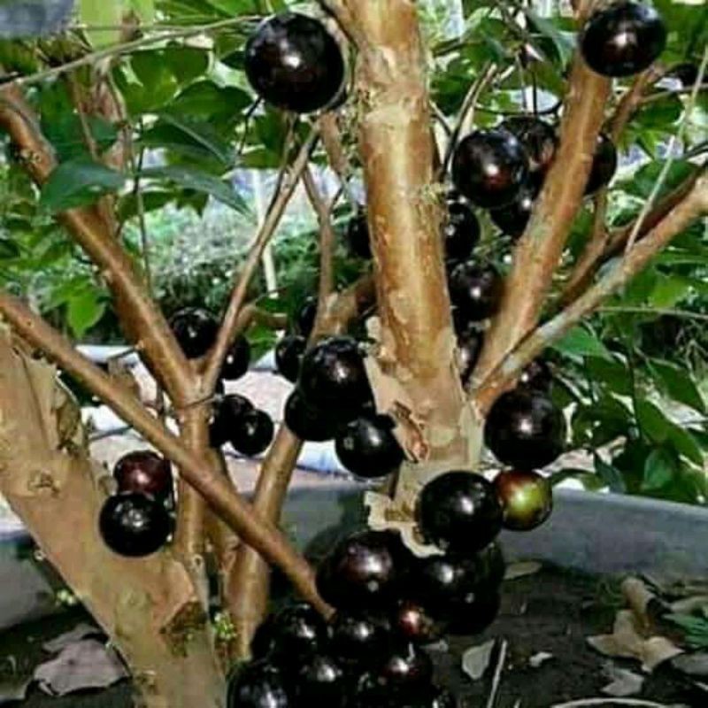 bibit anggur Brazil preco jumbo 1 METER UP