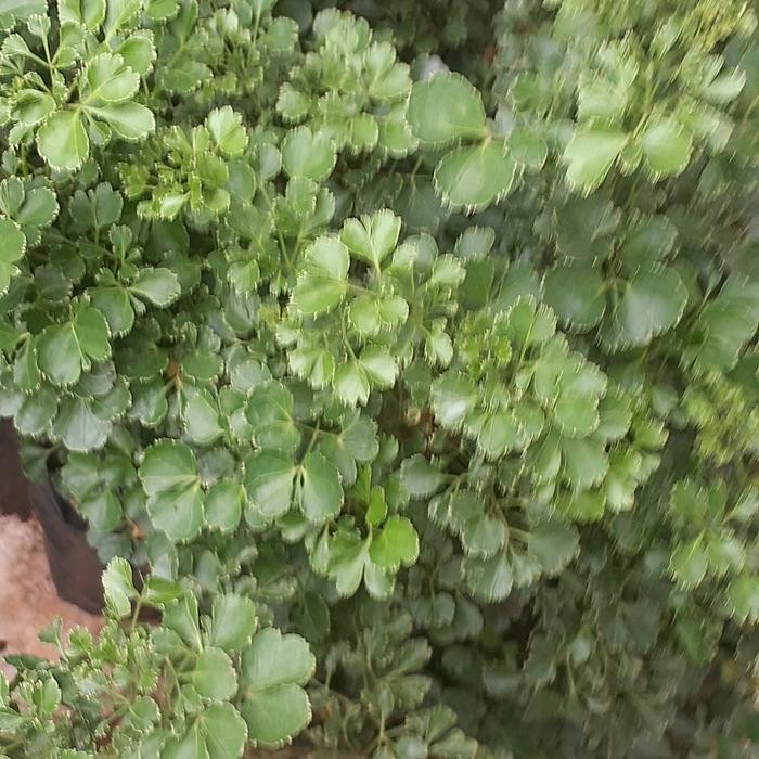 POHON ANDONG LAUT HIJAU TANAMAN/TANAMAN HIAS ANDONG LAUT HIJAU