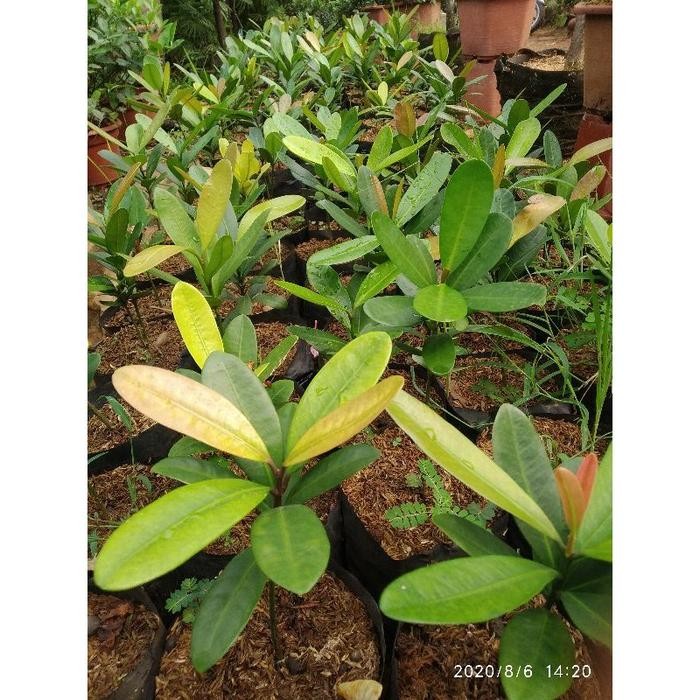 pohon fuguki/garcinia subelliptica/happiness tree kibglu 2578cy