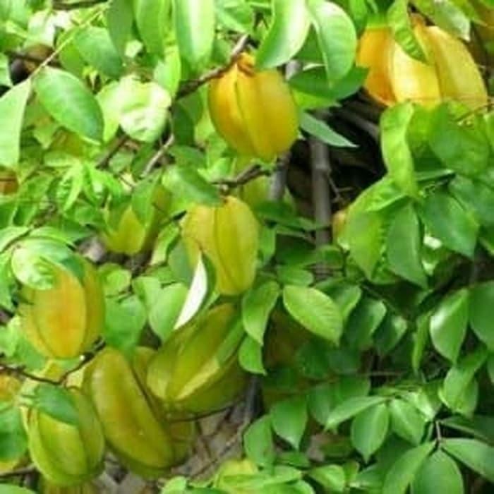 

DAUN BELIMBING MANIS 150g SEGAR