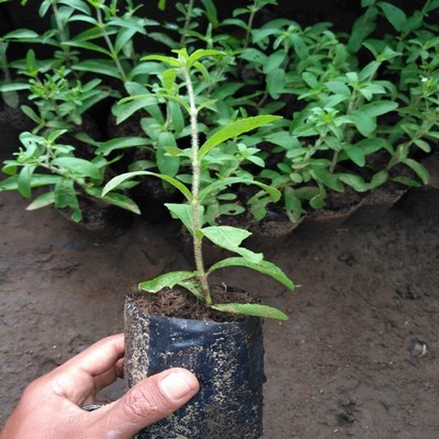 Bibit Tanaman Stevia Tinggi 30-60cm Pot 60cm