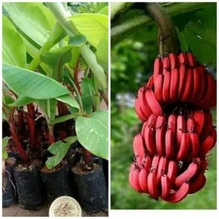 bibit tanaman pisang merah unggul | pohon pisang kidang