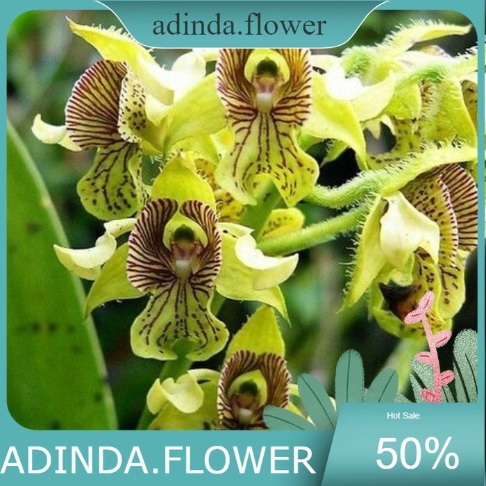 tanaman hias anggrek dendrobium macrophyllum