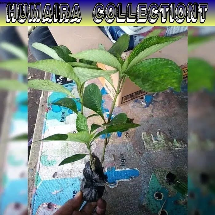 

Bibit Keji Beling Pohon Keji Beling Bibit Peca