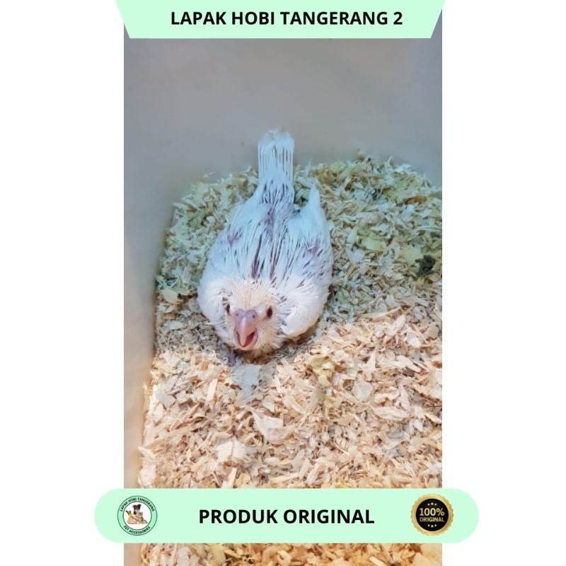 Pajangan Falk Albino Cockatiel Jinak Best Seller