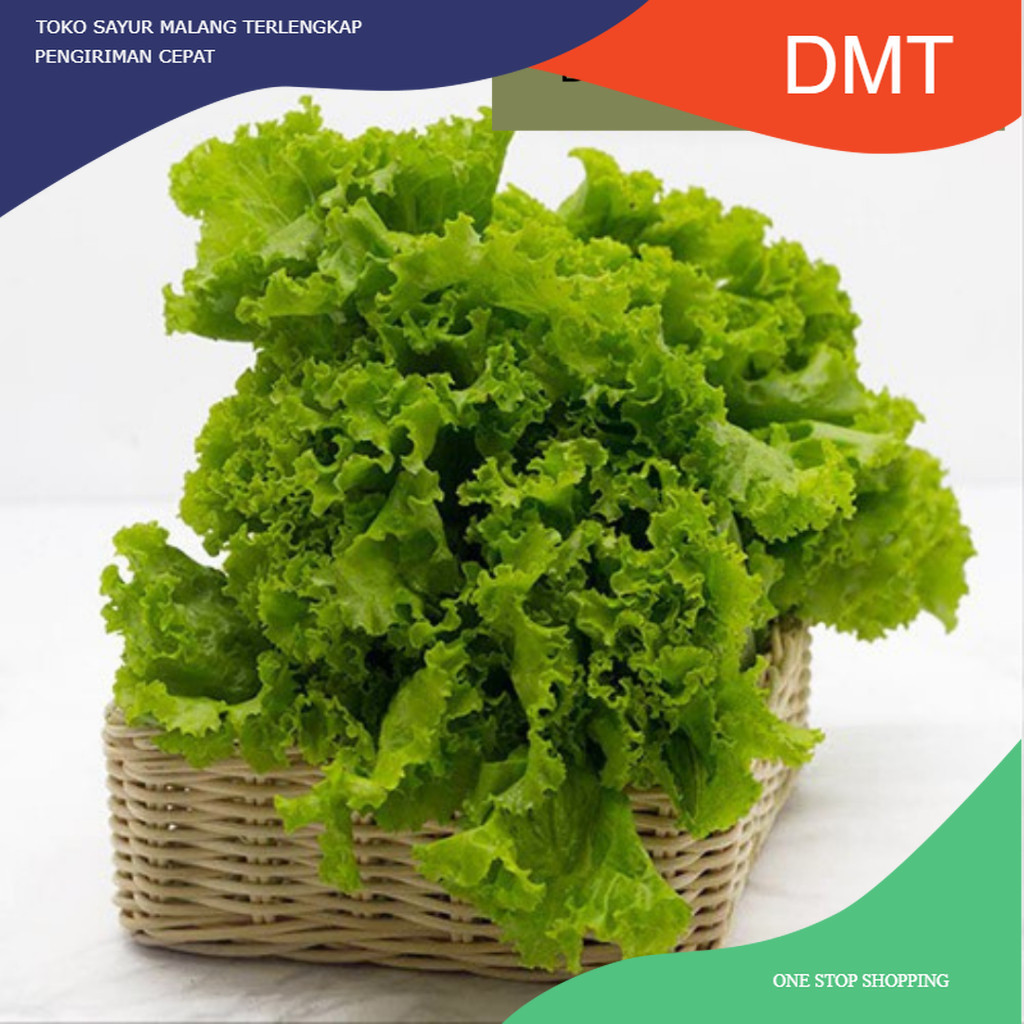 

Pusat Selada Hidroponik Malang Konvensional 250 gram ( Terima Partai Besar )