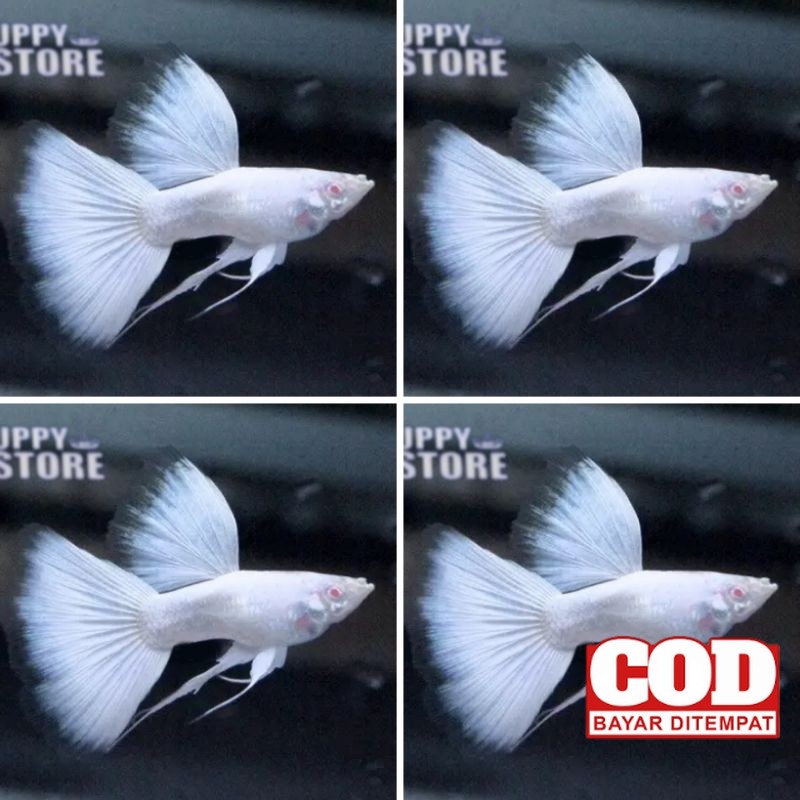 

hiasan afp albino full platinum gupi