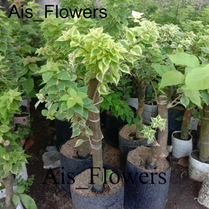 Bugenvil Singapur  warna (BATANG BESAR)/ Bougenville Singapur stek