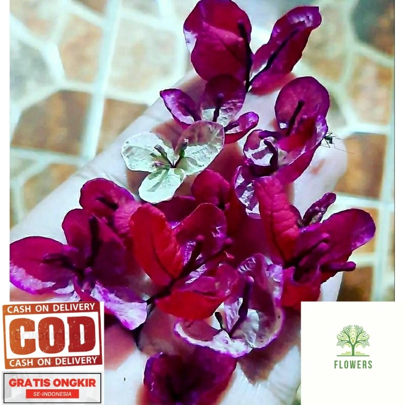 Bougenville Black Maria (COD)