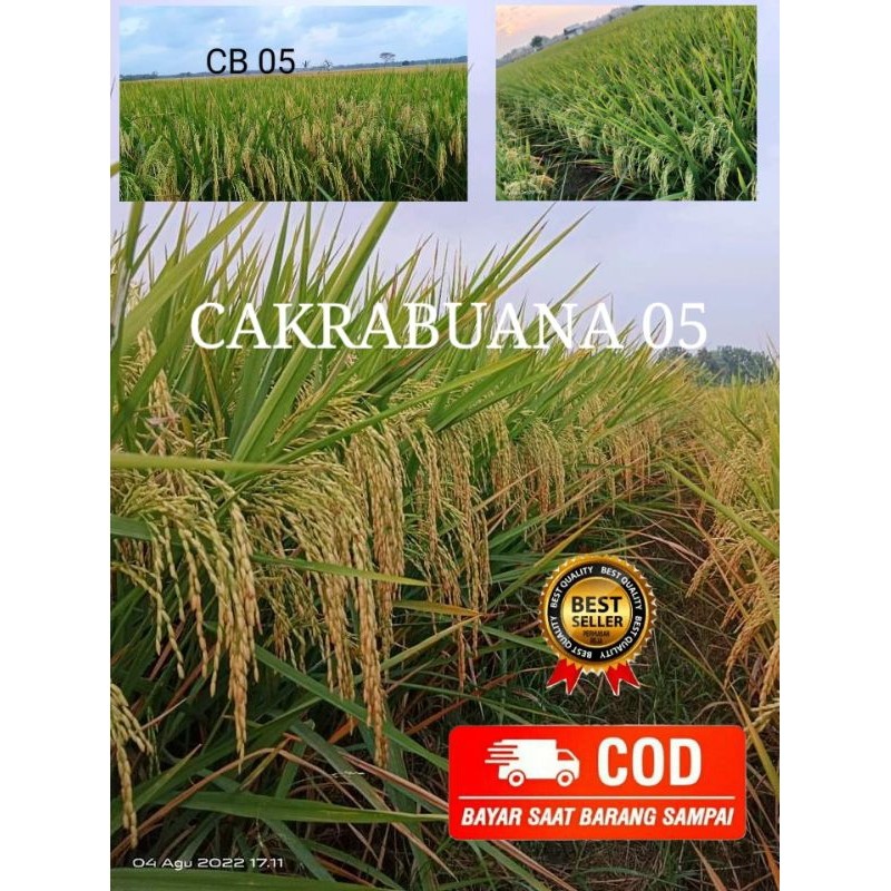 Benih padi CAKRABUANA 05 kemasan 5 kg