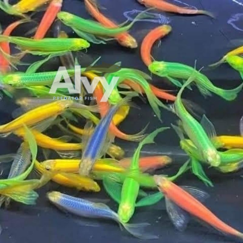HIYASAN AKUARIUM Hiasan Akuarium Paket 10 Ekor Ikan Danio Slayer Danio Glowfish Slayer SUPER PROMO