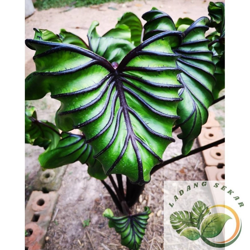 Tanaman Hidup Colocasia Pharaoh/Paraok Mask Topeng Firaun Siap Tanam Ukuran Tinggi 50-80 cm