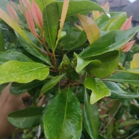 DAUN CENGKEH SEGAR 250gram