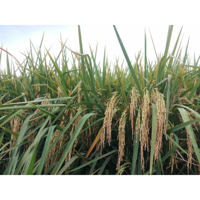 PADI DAN BENIH PADI Benih Padi G100 (GANDARIA 100)