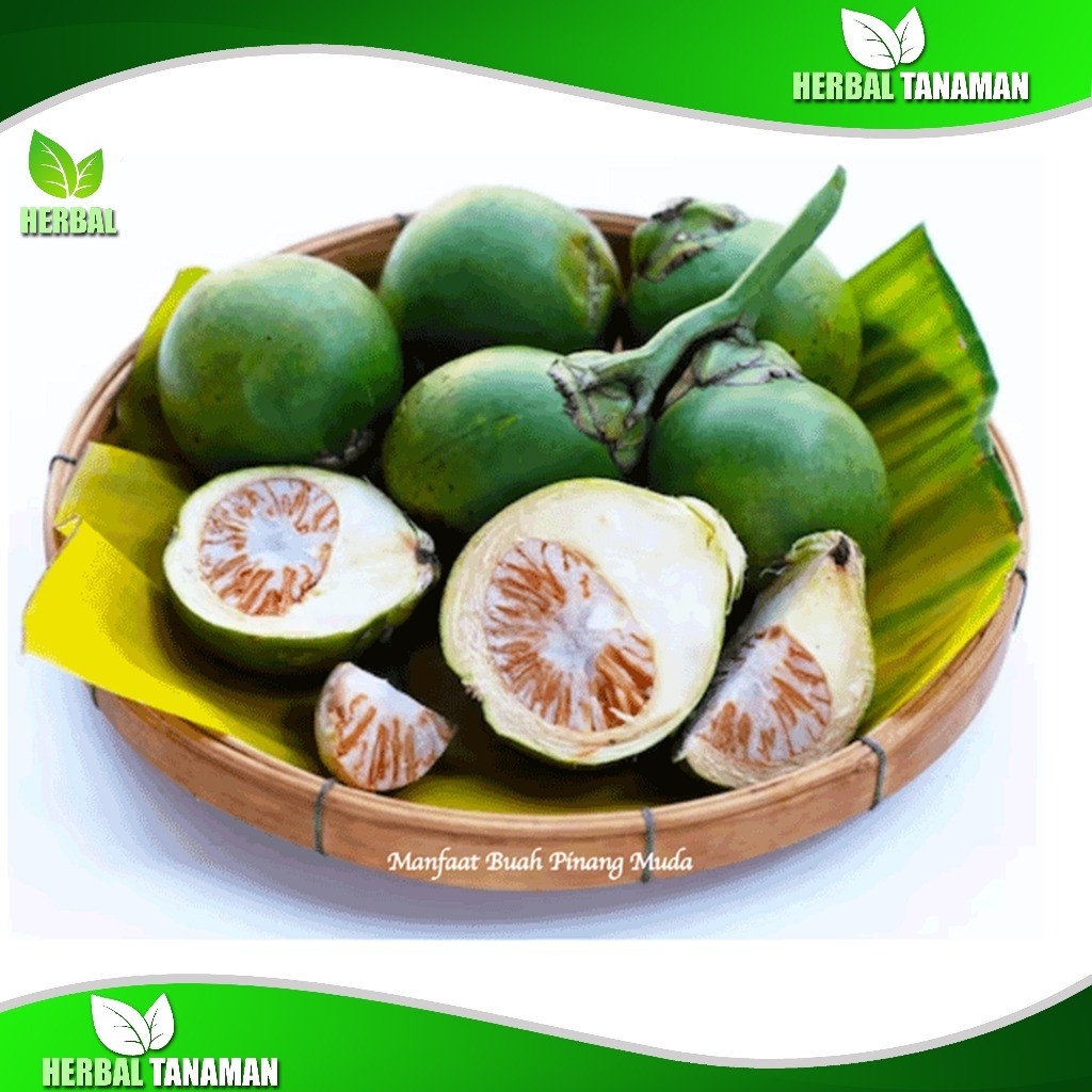 

Buah Pinang muda segar 1kg Segar - Jambe FreshHerbal Langsung Petik