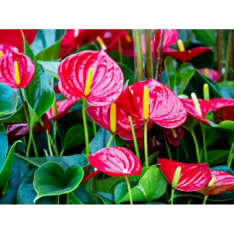 Tanaman Hias Bunga Anthurium Bangkok Anthurium Berbunga