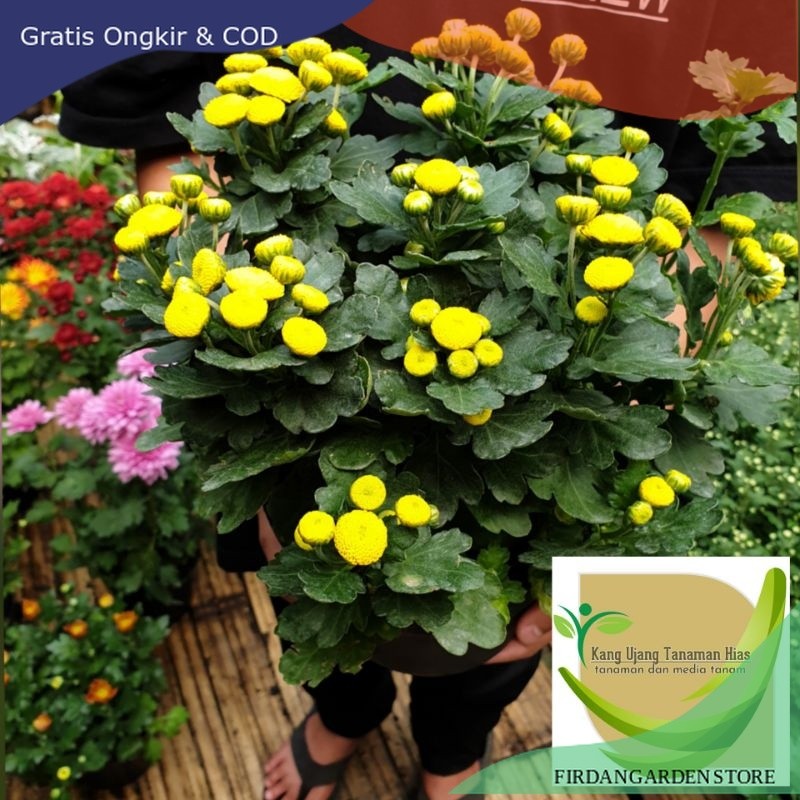 KRISAN ASTER POMPOM KUNING 2 POHON SUPER GRADE A TERMURAH