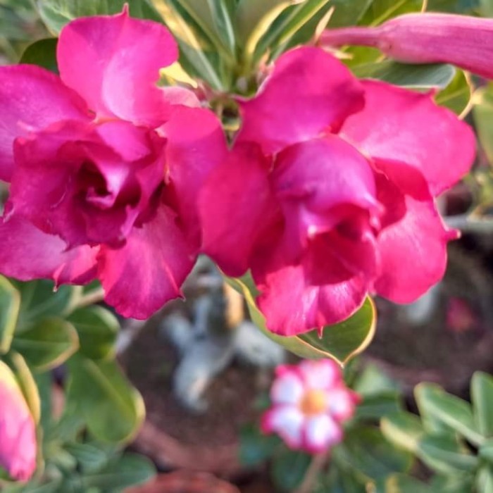 bibit adenium tumpuk