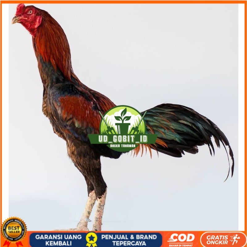 

PAMA IQ TELUR FERTIL PROMO BESAR" AN UD_GOBIT_ID