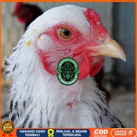 

Telur ayam arab / telur ayam hias / telur fertil siap tetas UD_SUPER_UNGGUL_ID