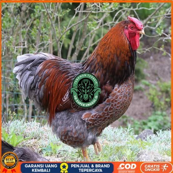 

Telur ayam bantam chocin / telur ayam hias / telur fertil siap kirim UD_SUPER_UNGGUL_ID