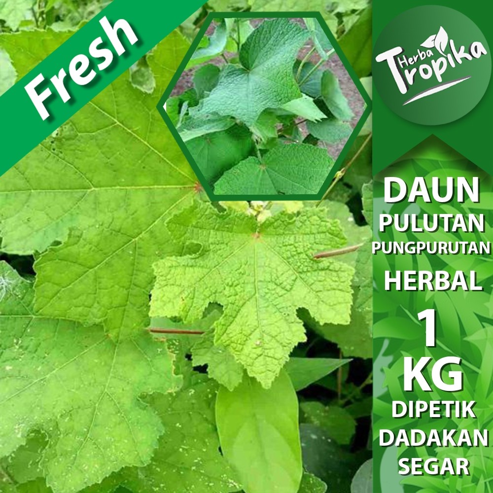 

Daun Pulutan / Pungpurutan (Urena lobata L.) Segar 1 kg herbal alami toko herba tropika